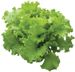 Burpee Lettuce Seed Tape, 15ft