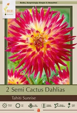 Dahlia Semi Cactus 'Tahiti Sunrise', 2ct
