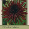 Dahlia Cactus 'Nuit D'Ete', 2ct