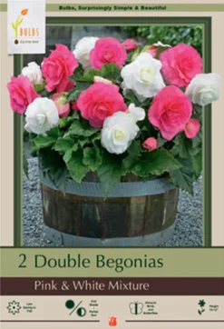 Begonia Double 'Pink & White Mixture', 2ct