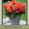 Begonia Superba 'Salmon', 2ct