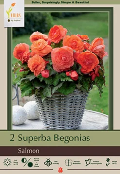 Begonia Superba 'Salmon', 2ct