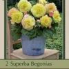 Begonia Superba 'Yellow', 2ct