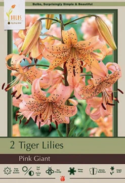 Tiger Lily Tigrinum 'Pink Giant', 2ct