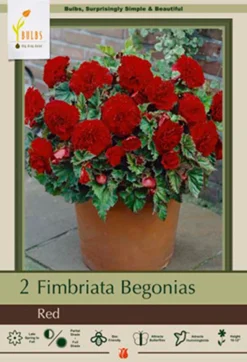 Begonia Fimbriata 'Red', 2ct