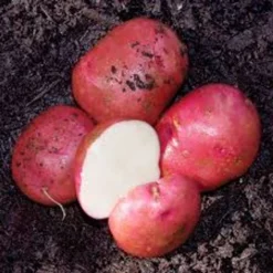Red Chieftain Seed Potato, 1lb
