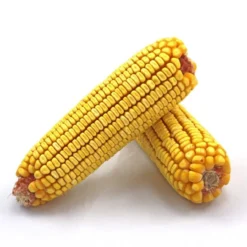 Home & Garden Zone -Home & Garden Zone chirp seed corn on the cob 20 lbs 11420 close up 600x600 81297.1635367643