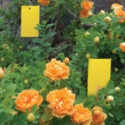 BioCare Aphid And Whitefly Trap, 4 Pack -Home & Garden Zone eb7400 biocare aphidwhiteflytrap 04 600x600 33737.1633643399